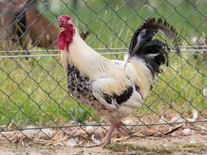 Cluck