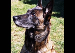 Kora