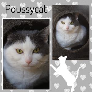 PoussyCat