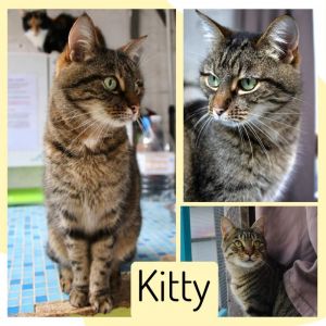 Kitty