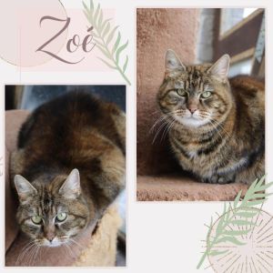 Zo