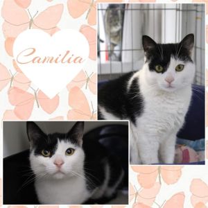 Camilia