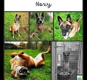 Noxy