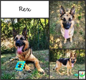 Rex