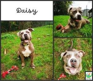 Daisy