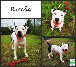 Rambo