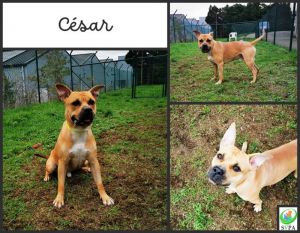 Csar