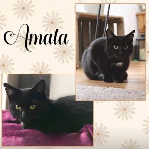 Amala