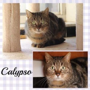 Calypso