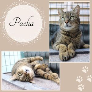 Pacha