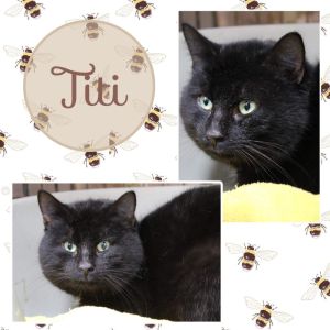 Titi