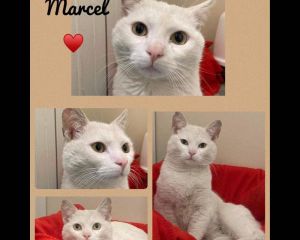 Marcel