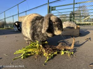 Pimprenelle