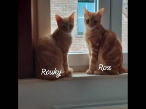Rox et Roucky