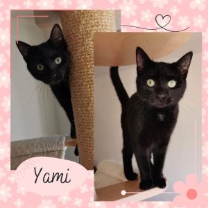 YAMI