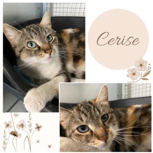 Cerise