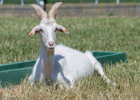 Aramis